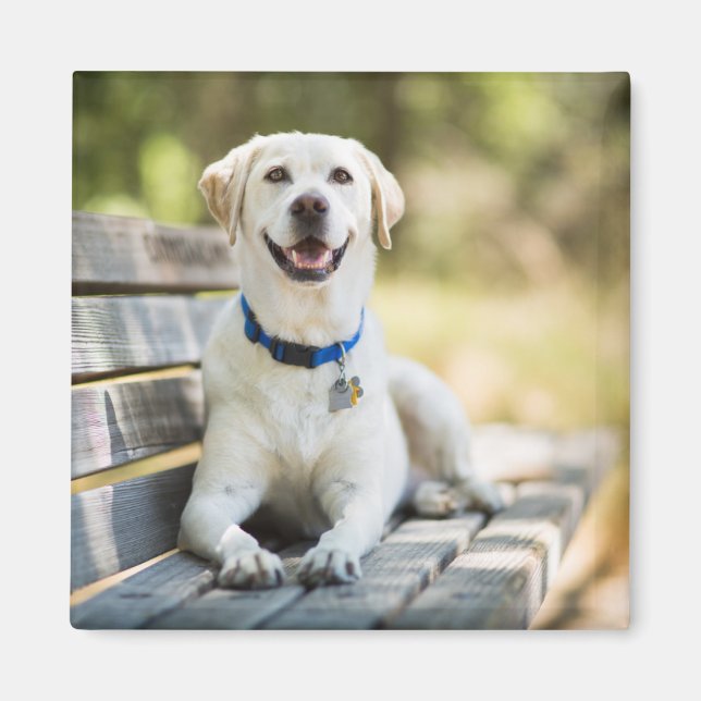 Imã Labrador Amarelo Fica No Banco (Frente)