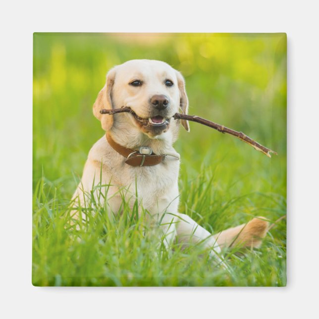 Imã Labrador Amarelo Reproduz Busca Com Stick (Frente)