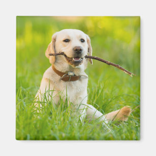 Imã Labrador Amarelo Reproduz Feixe