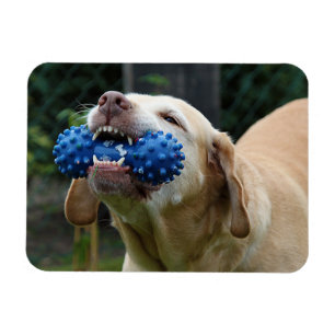 Ímã Labrador Amarelo Retriever com brinquedo