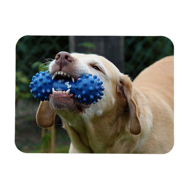 Ímã Labrador Amarelo Retriever com Brinquedo (Horizontal)
