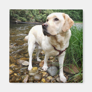 Imã Labrador Amarelo, Retriever, Dose