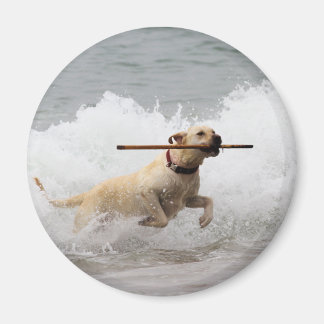Imã Labrador - Amarelo - Vá Buscar!
