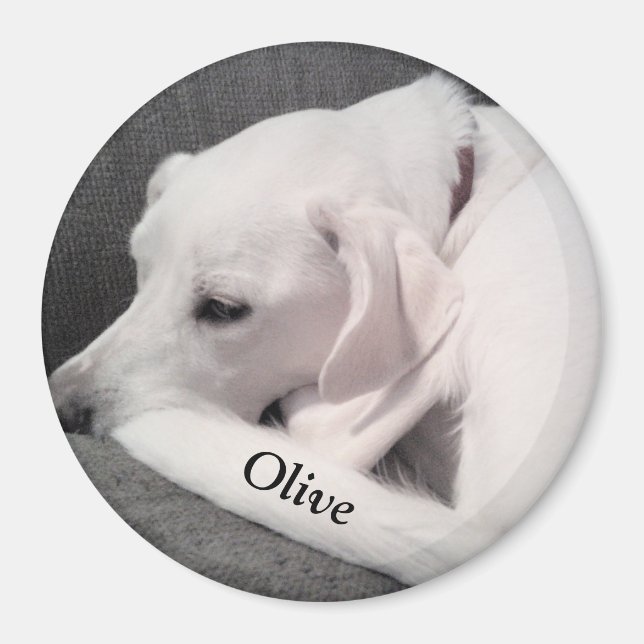 Imã Labrador Branco bonito Mix Cachorro Coloque seu no (Frente)