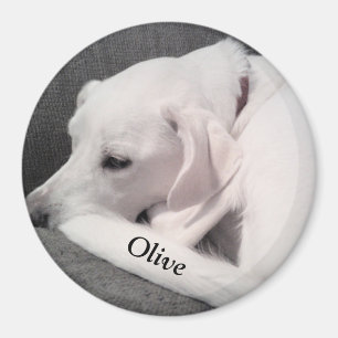 Imã Labrador Branco, Branco, Mix Cachorro, coloque seu