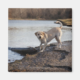Imã Labrador branco perto de um lago