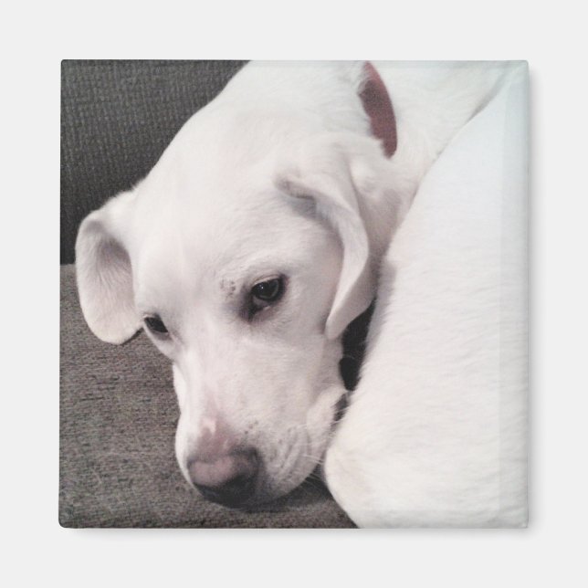 Imã Labrador Branco Preguiçoso Labrador Retirador Mist (Frente)