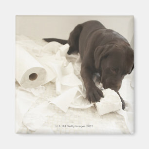 Imã Labrador castanho chocolate