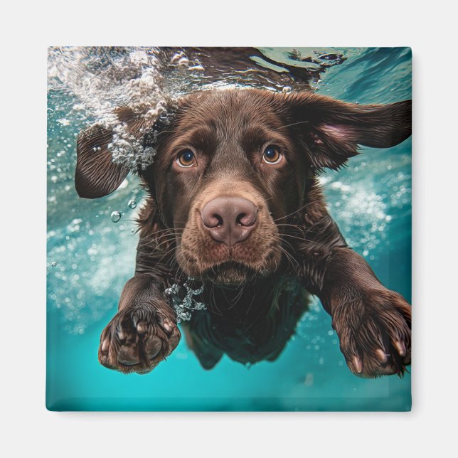 Imã Labrador Chocolate Brincalhão Nadando Submerso (Frente)