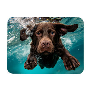 Ímã Labrador Chocolate Brincalhão Nadando Submerso
