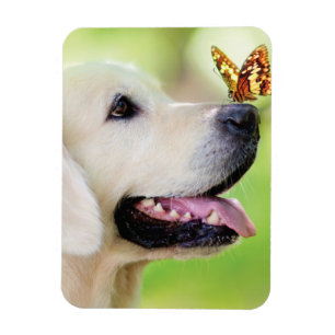 Ímã Labrador E Travesseiro decorativo De Borboleta