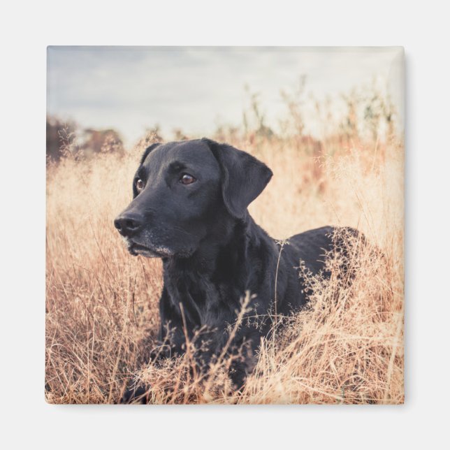 Imã Labrador Negro De Grama Seca (Frente)
