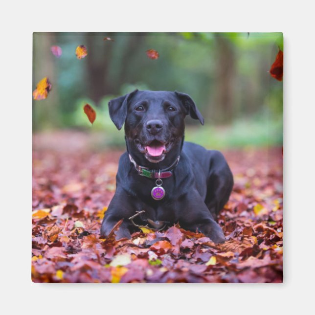 Imã Labrador Negro Em Folhas De outono (Frente)
