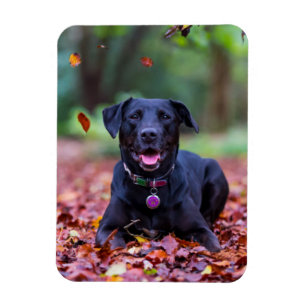 Ímã Labrador Negro Em Folhas De outono