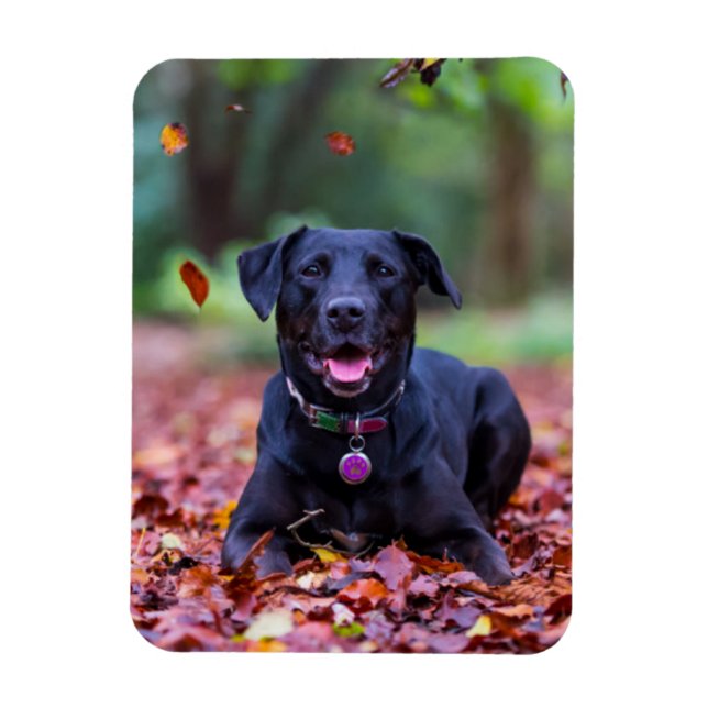 Ímã Labrador Negro Em Folhas De outono (Vertical)