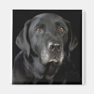 Imã Labrador preto