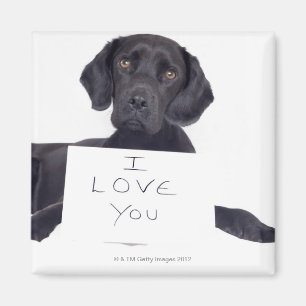 Imã Labrador preto 13 meses