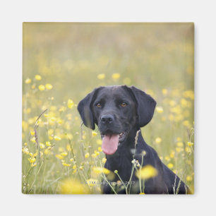 Imã Labrador preto 16 meses
