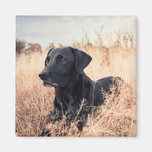 Imã Labrador Preto De Grama Seca