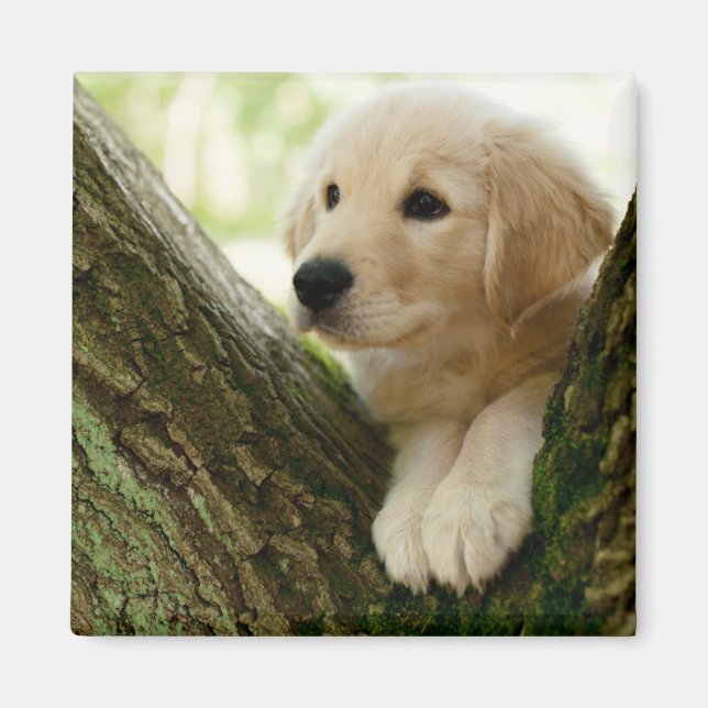Imã Labrador Puppy Sentado Em Um Cenário De Madeira (Frente)