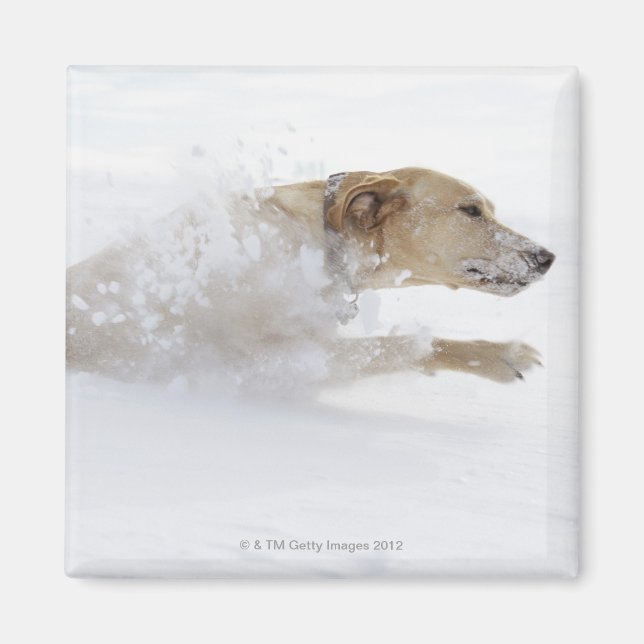 Imã Labrador recuperador que atravessa a neve profunda (Frente)