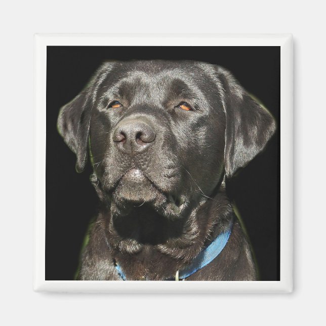 Imã Labrador Retriever Magnet (Frente)