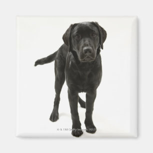 Imã Labrador retriever preto