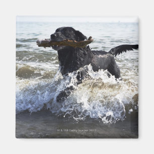 Imã Labrador retriever preto que funciona através do