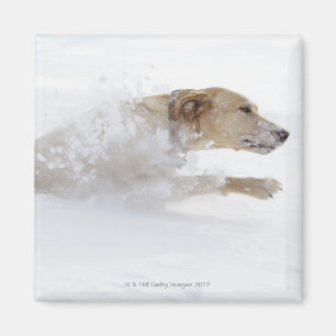 Imã Labrador retriever que funciona através da neve