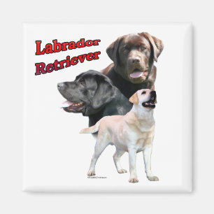 Imã Labrador Retriever Trio 2 - Magnet