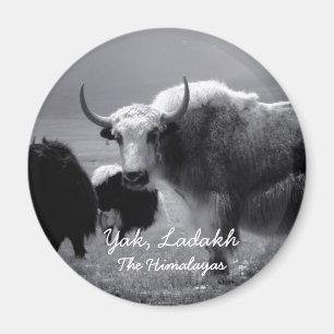 Imã Ladakh, os Himalayas, iaques II (ímã)