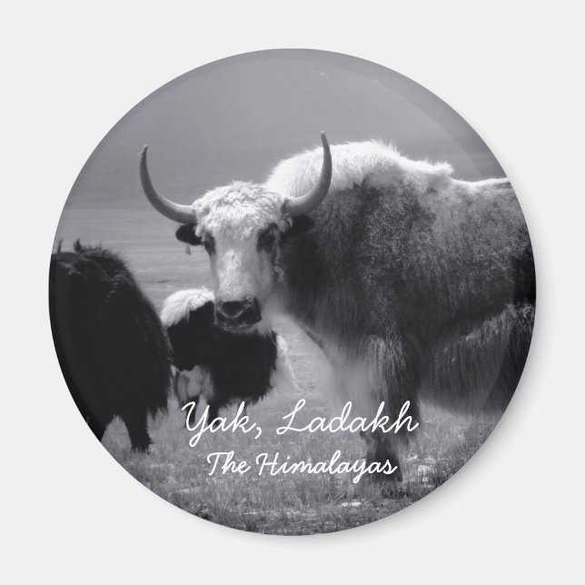 Imã Ladakh, The Himalayas, Yak II (Magnet) (Frente)
