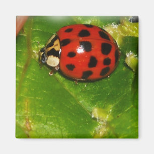 Imã Lady Bug