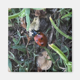 Imã Lady Bug