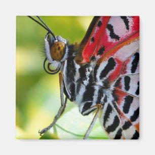 Imã Lady Butterfly Pintada
