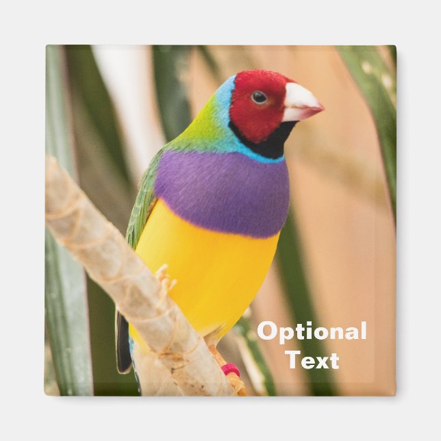 Imã Lady Gouldian Finch (Frente)