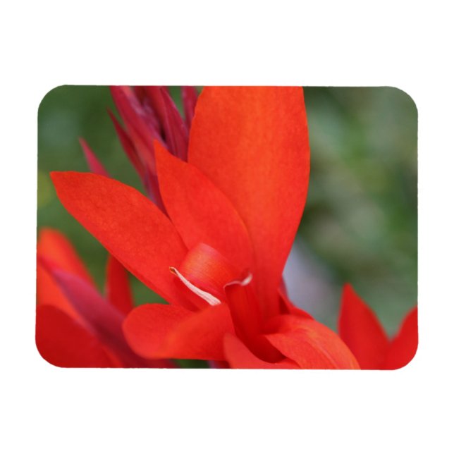 Ímã "Lady in Red" Red Canna Lily Fotografia Magnet (Horizontal)