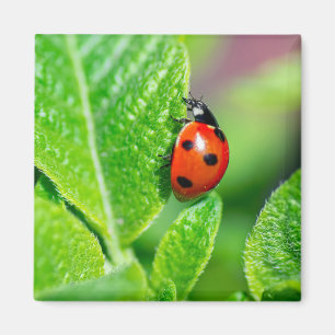 Imã Ladybird