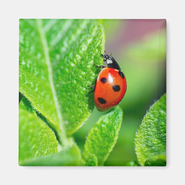Imã Ladybird (Frente)