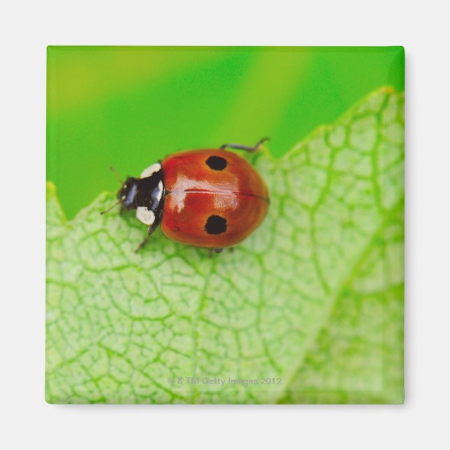 Imã Ladybird atravessando uma folha (Frente)