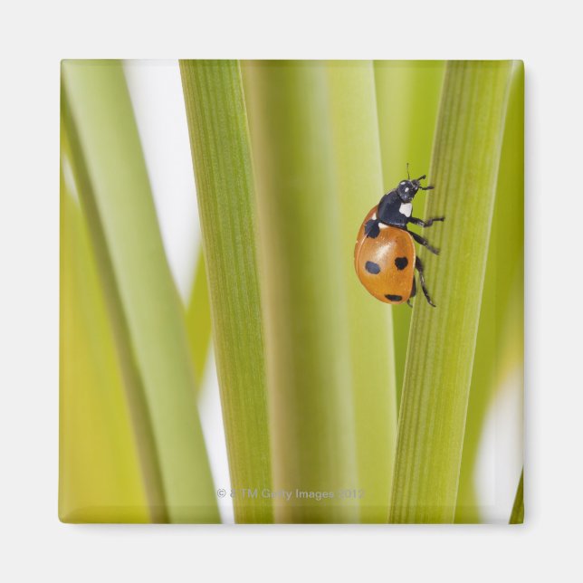 Imã Ladybird em caules de plantas (Frente)
