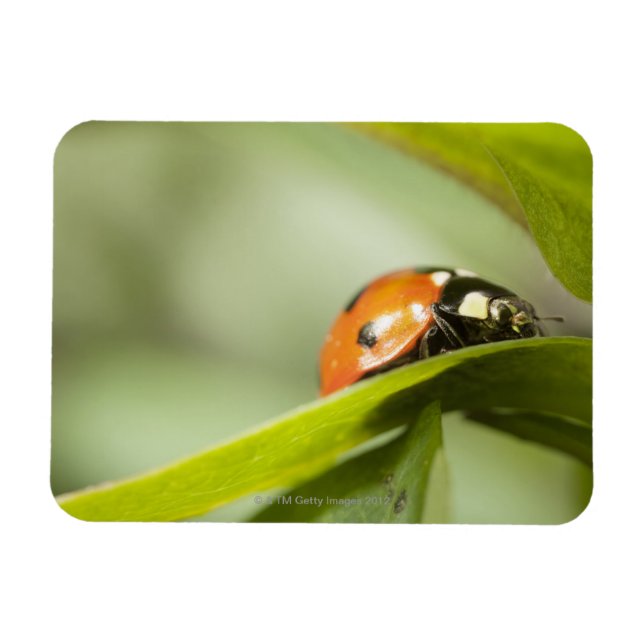 Ímã Ladybird na folha, Ladybug na folha (Horizontal)