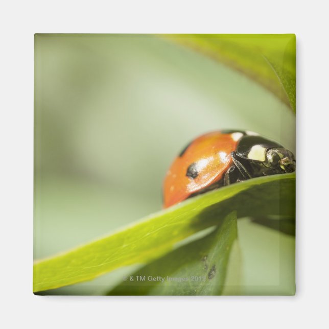 Imã Ladybird na folha, Ladybug na folha (Frente)