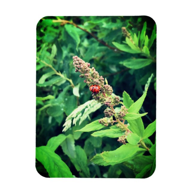 Ímã Ladybug (Vertical)