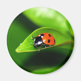 Imã Ladybug