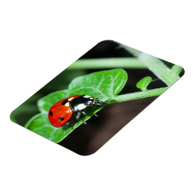 Ímã Ladybug (Left Side)