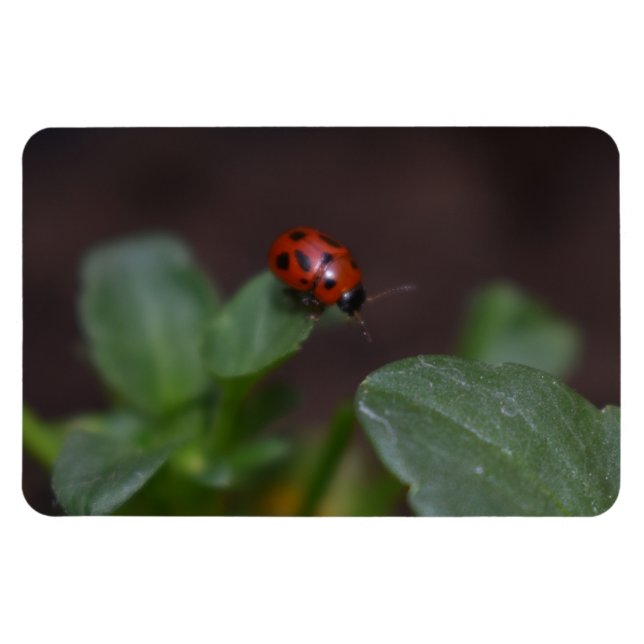 Ímã Ladybug em Flores (Horizontal)