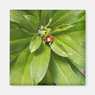 Imã Ladybug em Flores