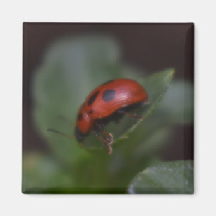 Imã Ladybug em Flores