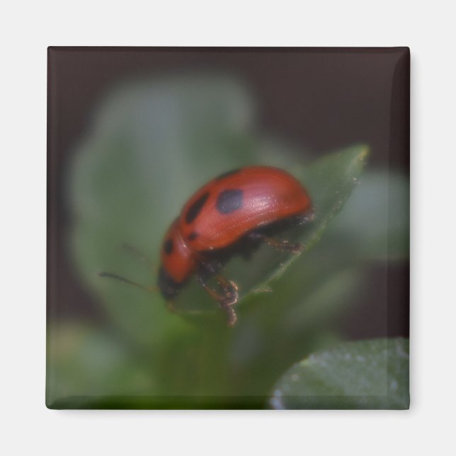 Imã Ladybug em Flores (Frente)
